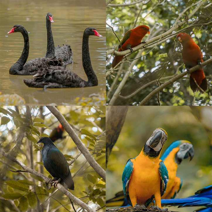 LIFESTYLE ASIA Cebu Safari Black Swan, Red and Blue Lory, Nicobar Pigeon, Blue and Yellow Macaw