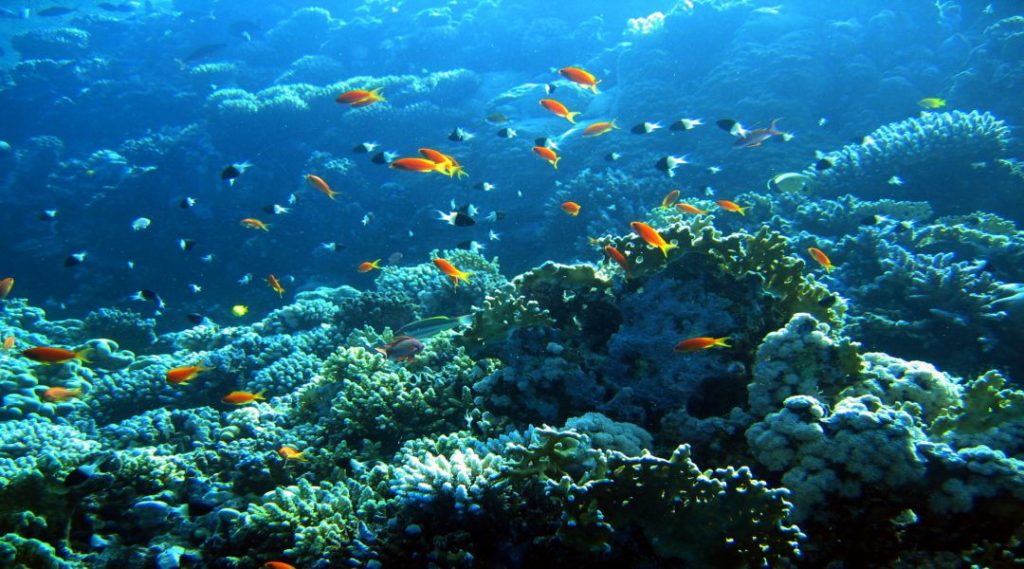 ocean reef with orange fish
