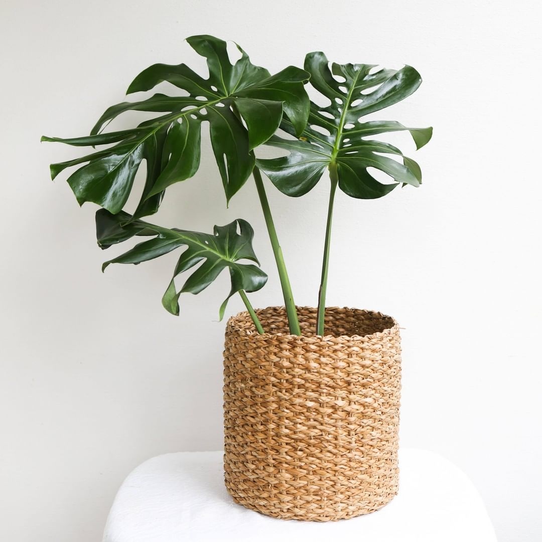 7 Online Destinations To Help You Become A Full-Fledged Plant Parent