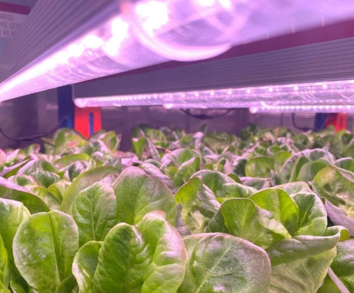 Growing For Tomorrow Can Hydroponics Lead The Way For Sustainable   Future Fresh Hydroponics 2 