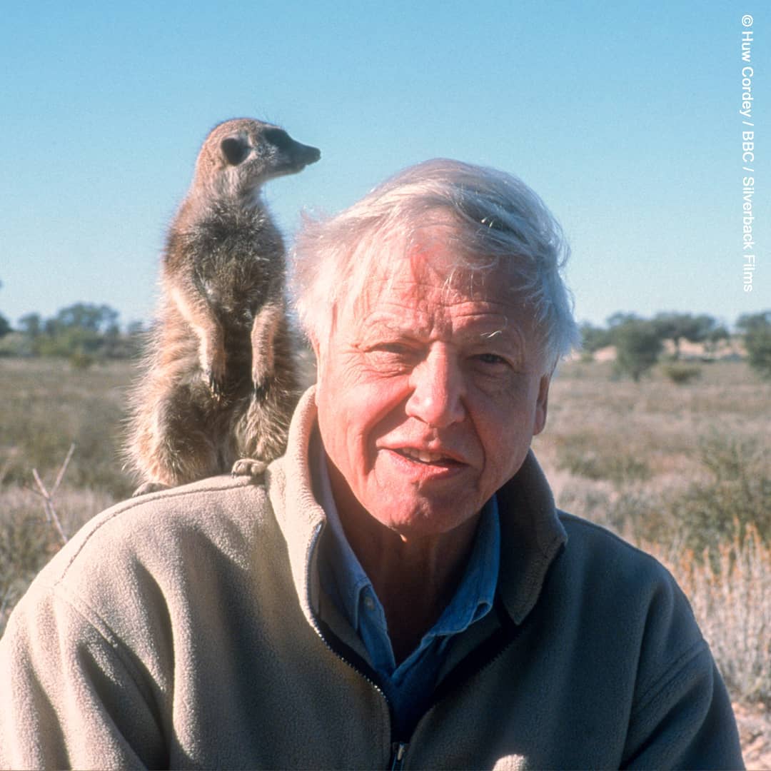 A still of David Attenborough and a meerkat friend from BBC's "Life Of Mammals"