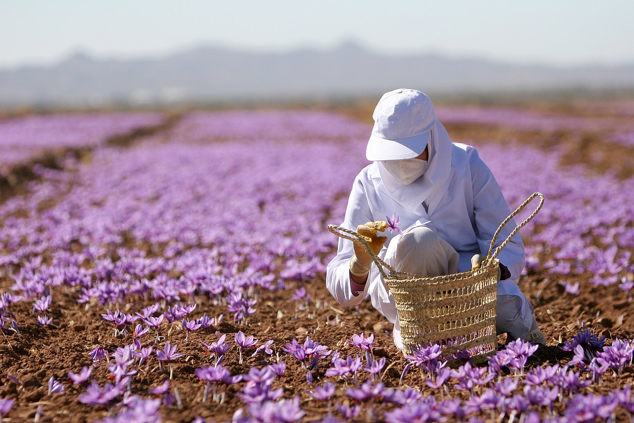 A worker at a saffron farm in Razavi Khorasan Province, Iran