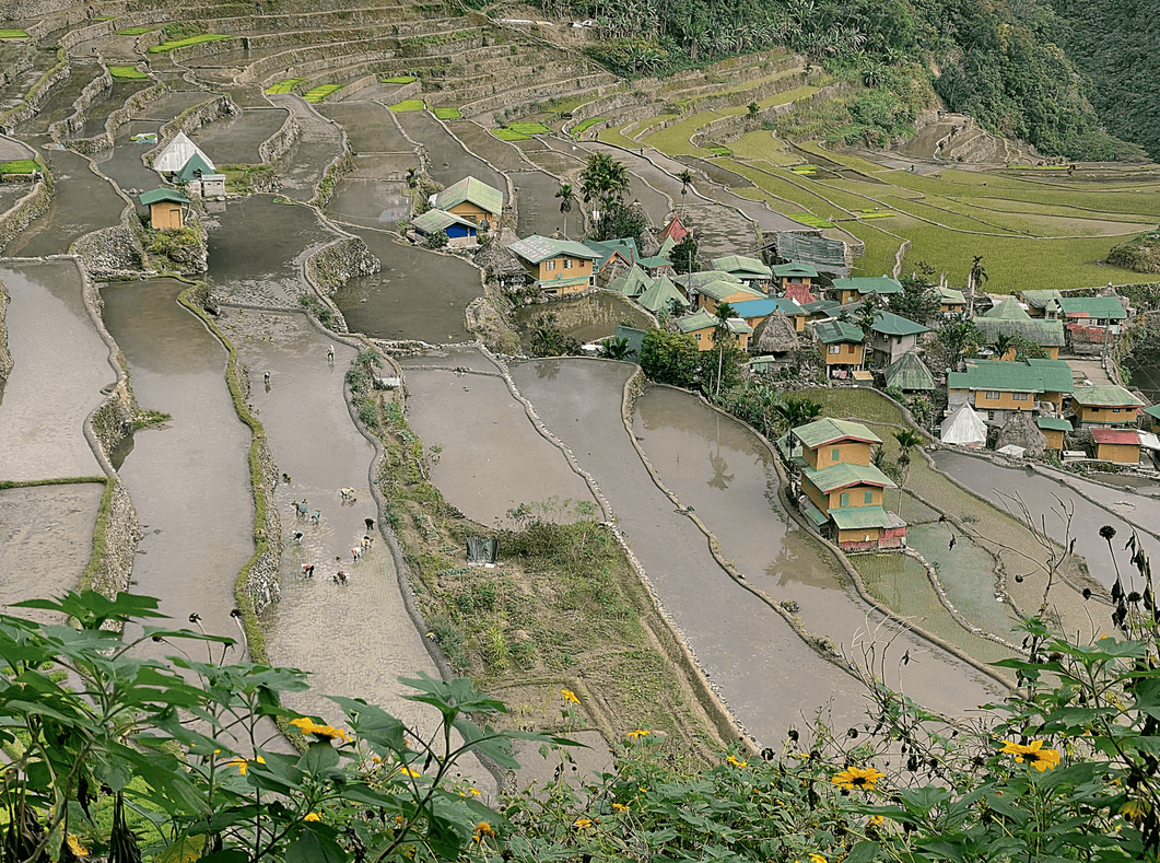 The Ifugao Rice Terraces of the Philippine Cordilleras