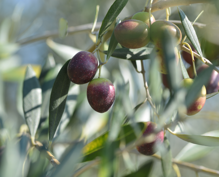 Olives grown in Japan