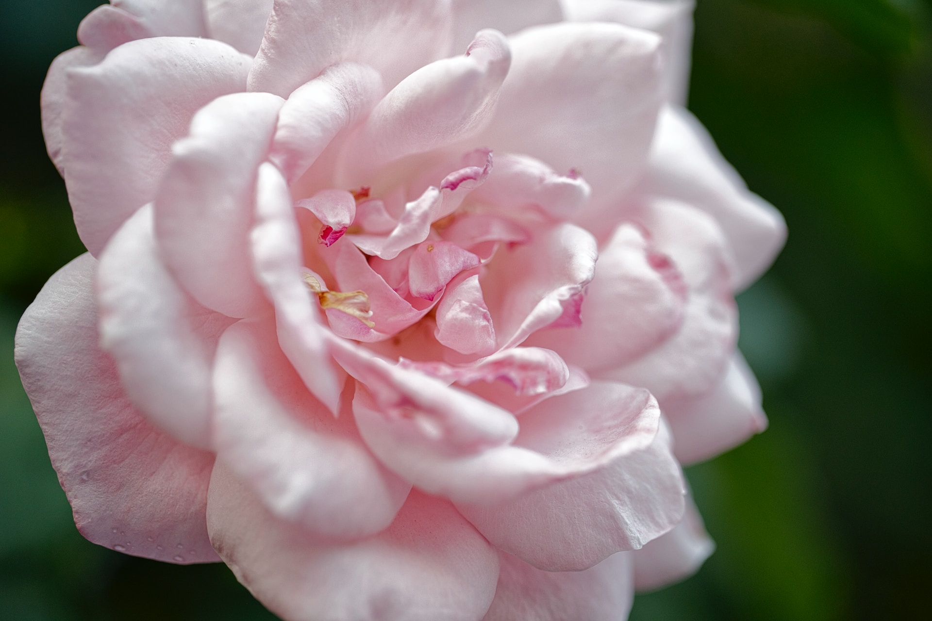 Bulgarian roses can only be picked at a certain season and time for optimal essential oils