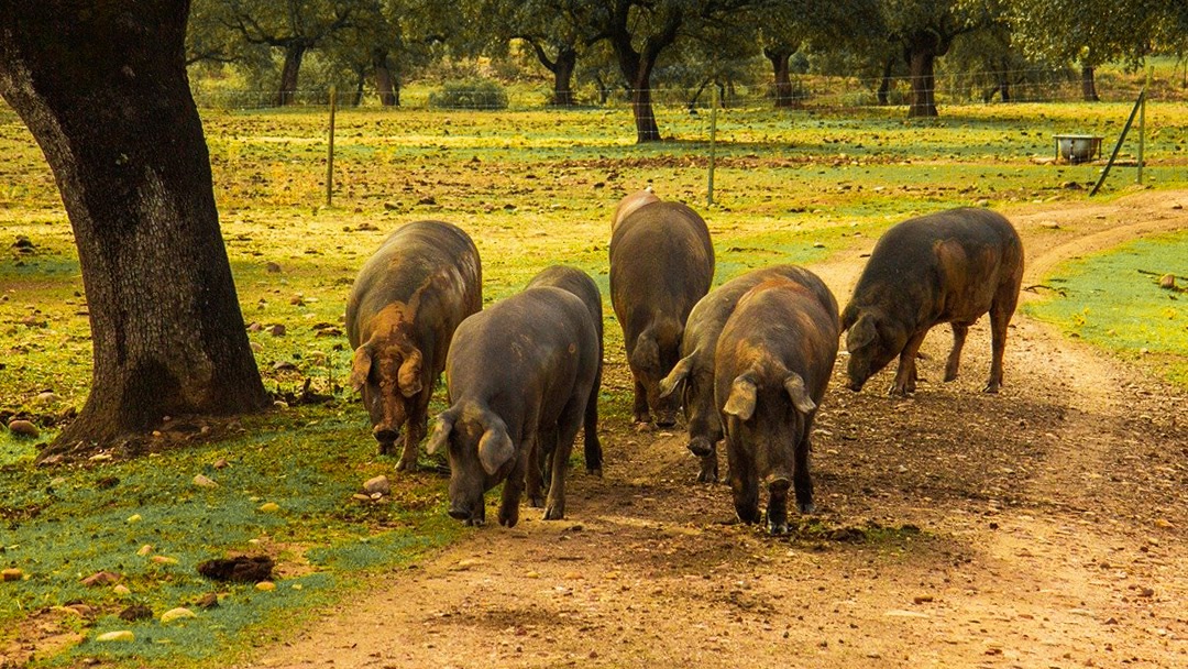 100% Iberico pigs must be fed a 100% acorn diet to qualify as top-grade Iberico ham