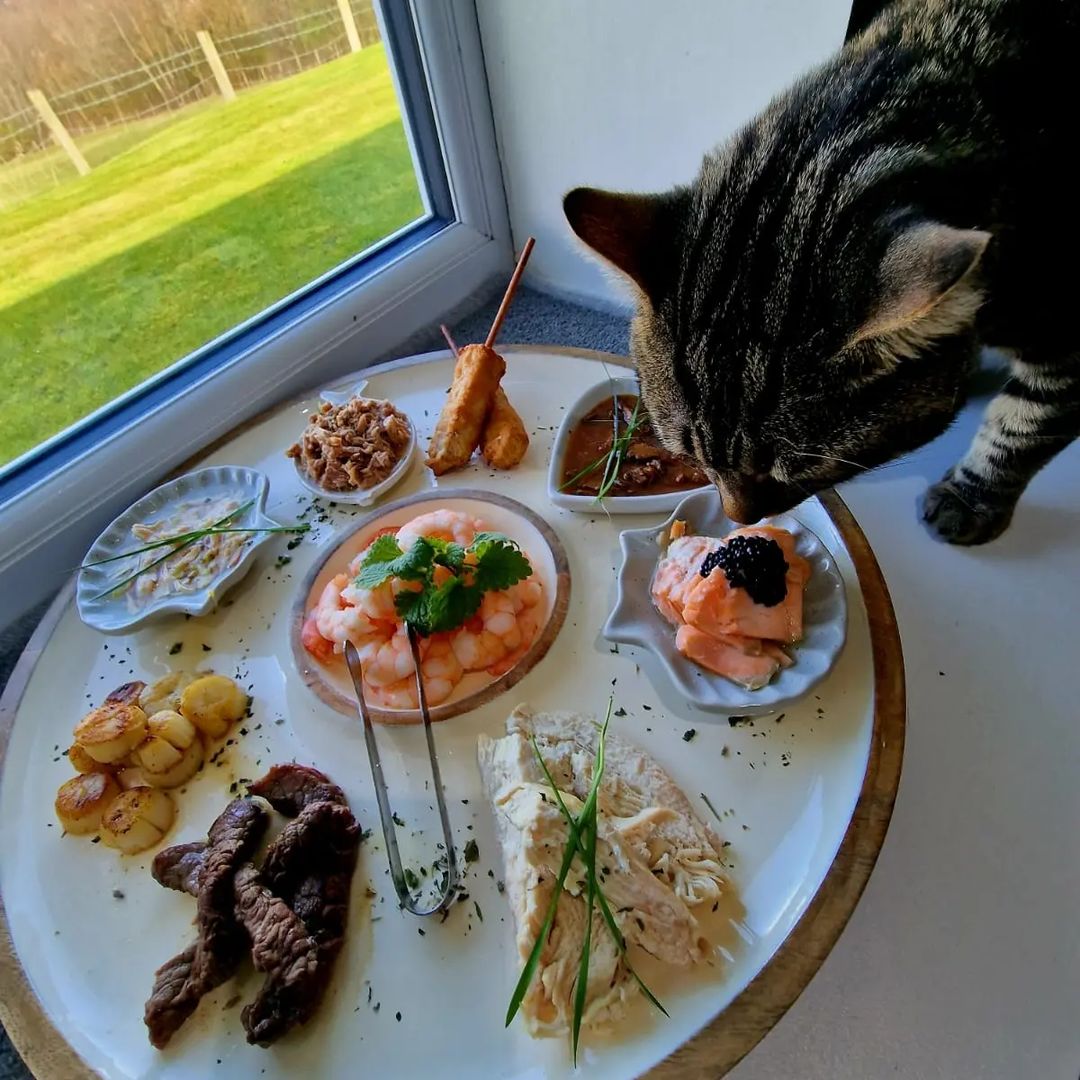 Fine Dining Badger Suite of Ings Luxury Cat Hotel