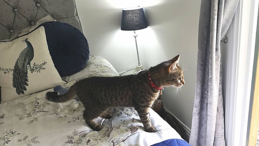 Pawsome Retreats 5 Most Lavish Pet Hotels In The World