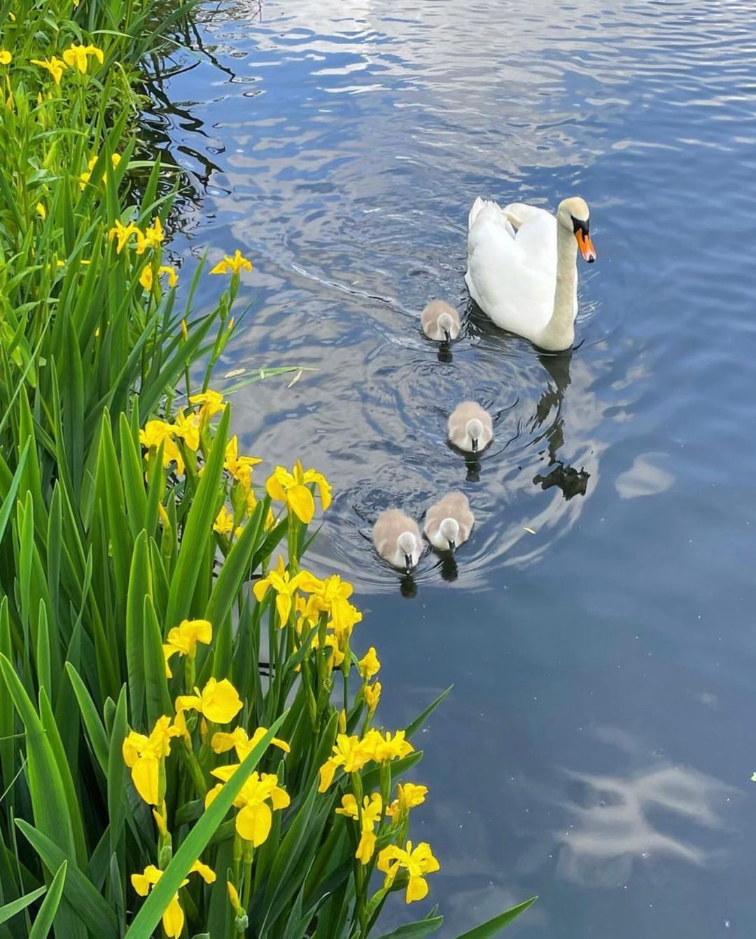 Monet’s Garden  swan