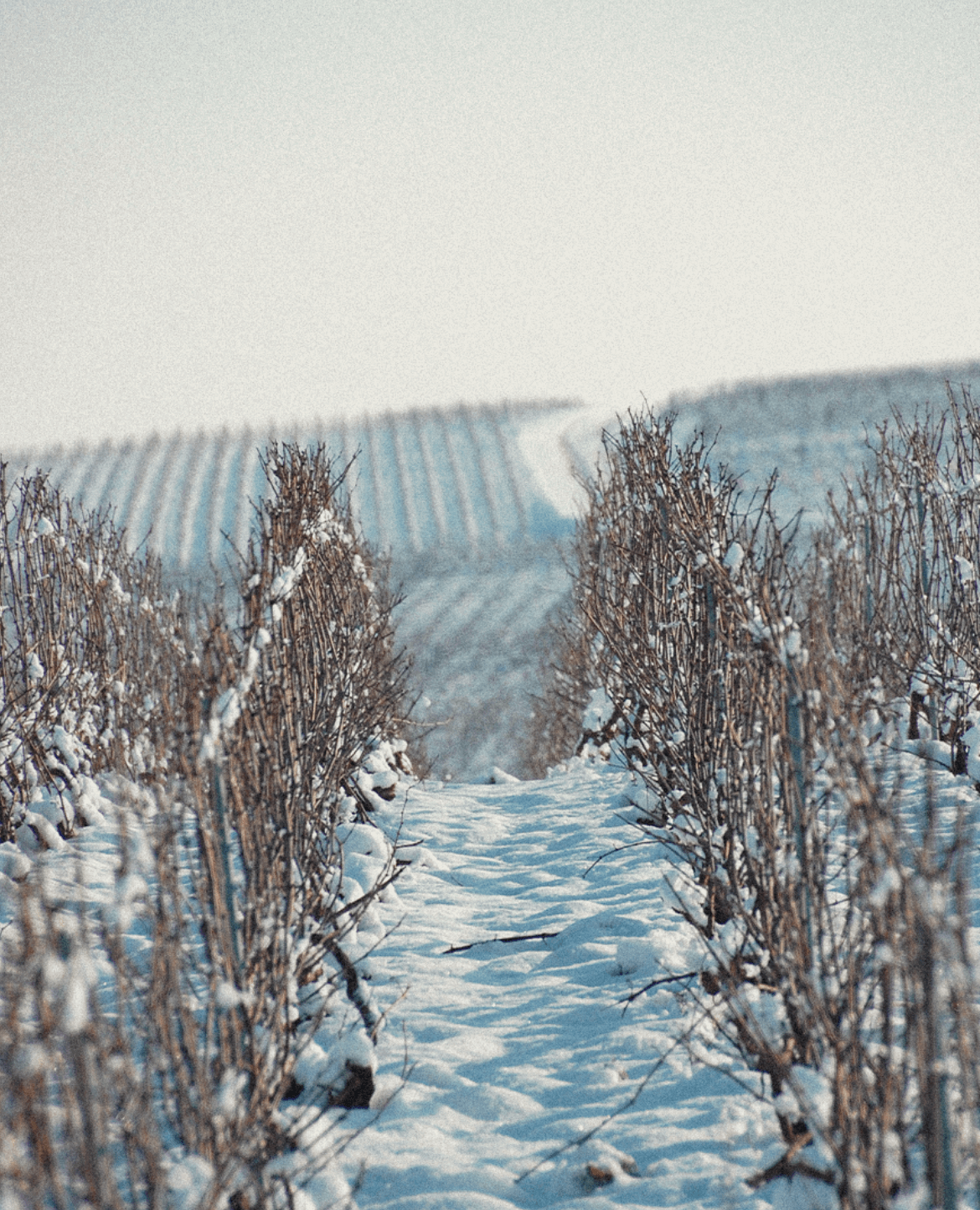 Moët & Chandon's vineyard in winter