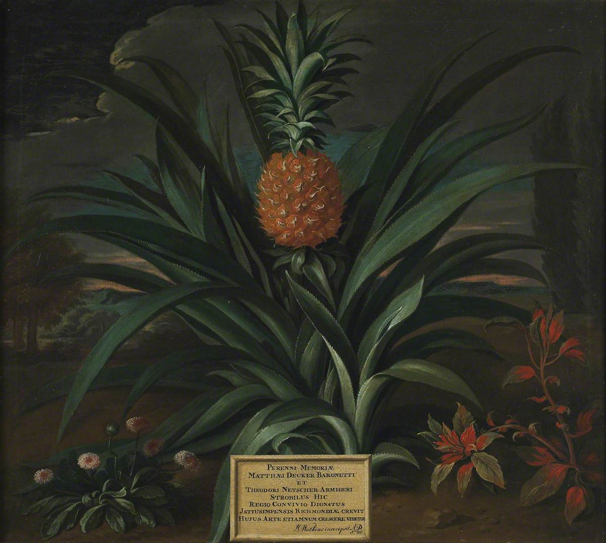 "Pineapple Grown in Sir Matthew Decker's Garden at Richmond, Surrey"
