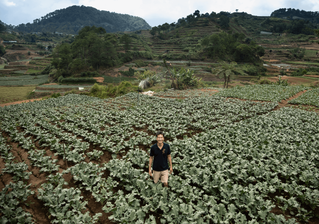 Broccoli farm in Bulalacao, Mankayan