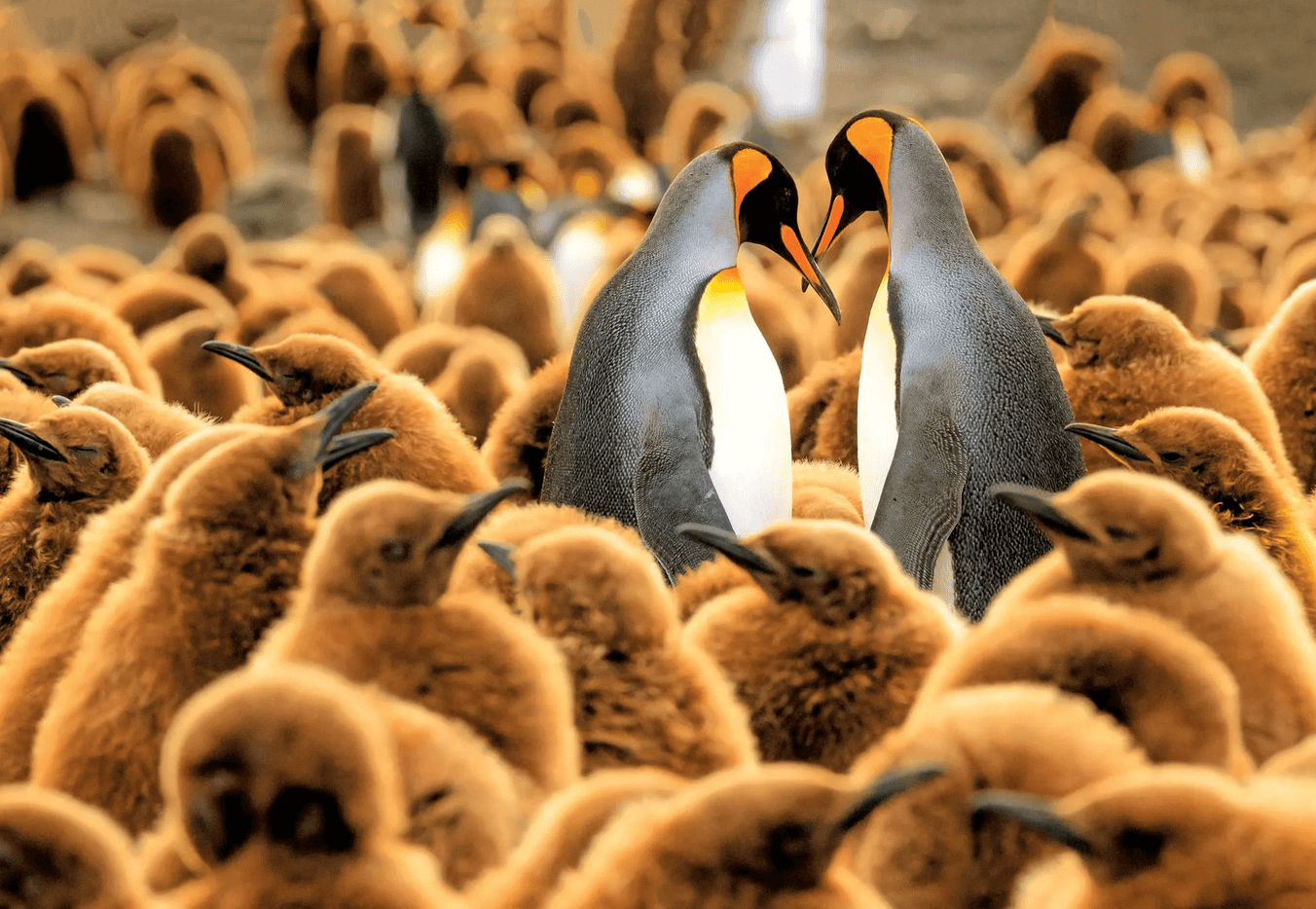 Two King Penguins on St. Andrews Bay, South Georgia