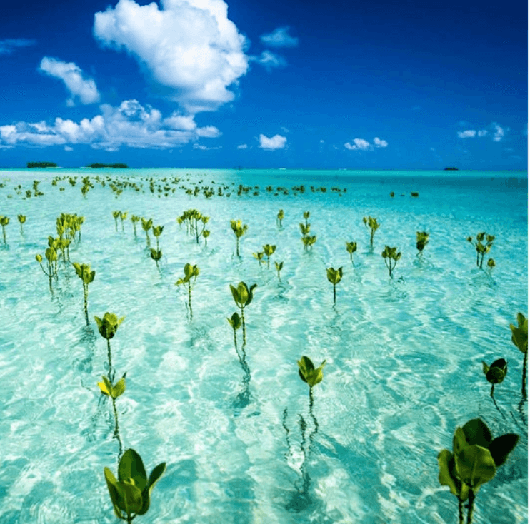Mangroves planted in Tuvalu's Nanumea atoll