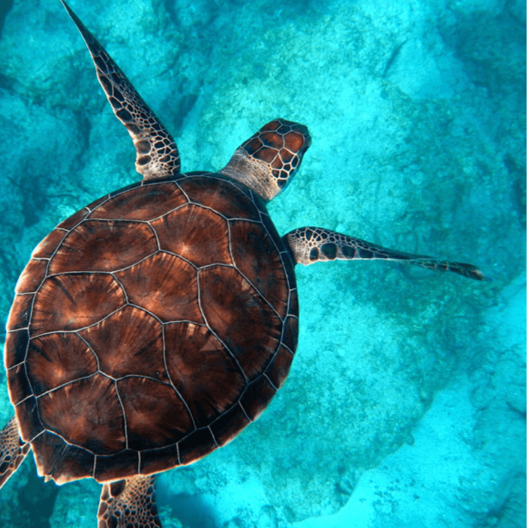 A green sea turtle swimming in Tuvaluan waters
