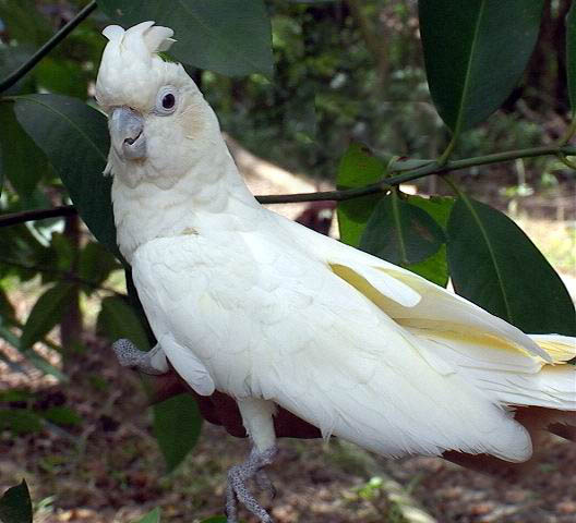 The Philippine cockatoo (red-vented cockatoo) that’s endemic to the mountain