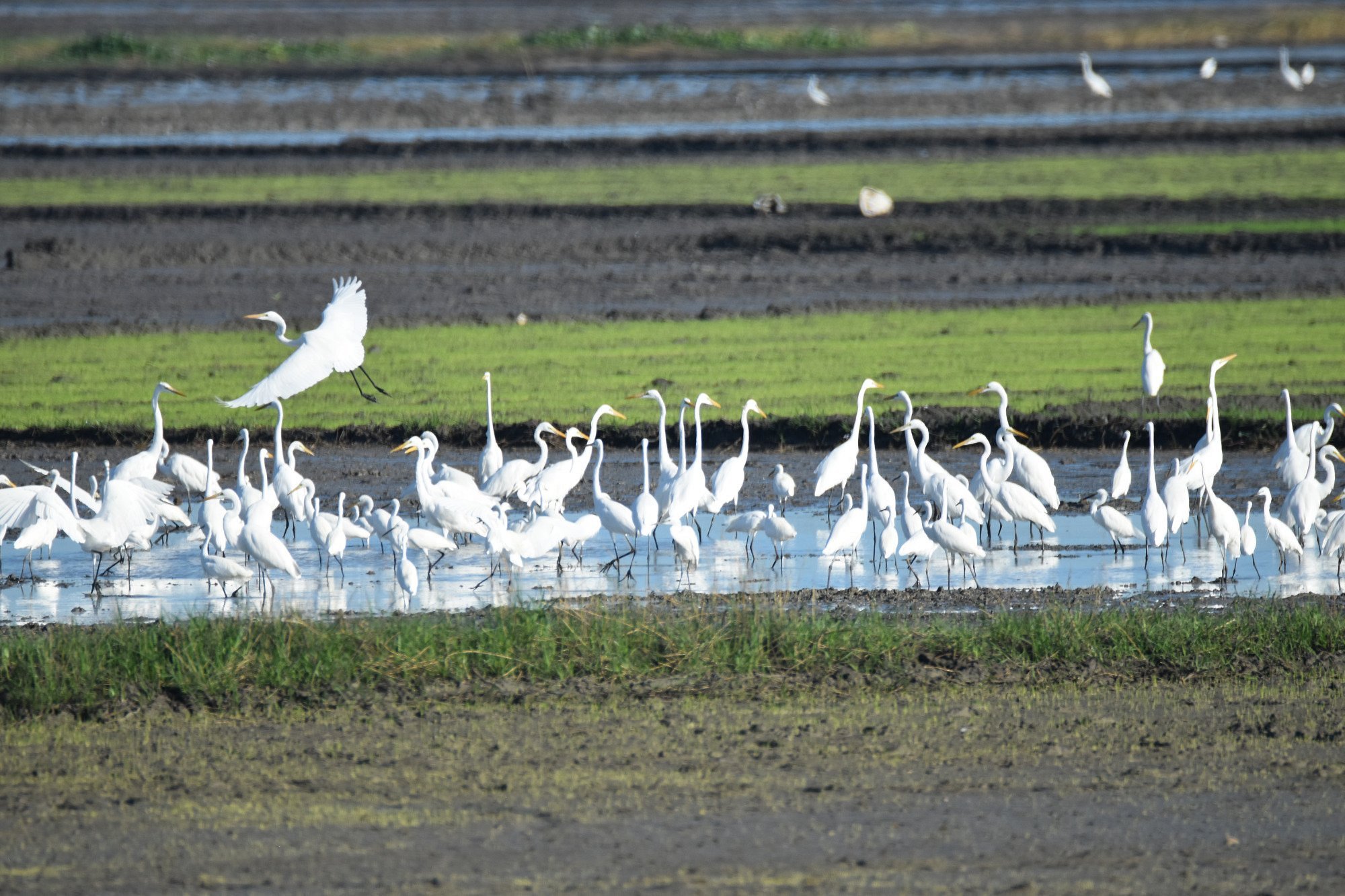 Egrets in the Candaba Bird Sanctuary