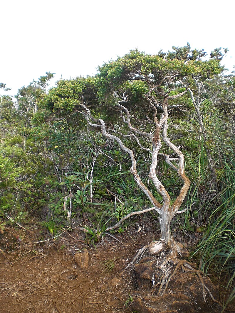 A bonsai tree in Mount Hamiguitan