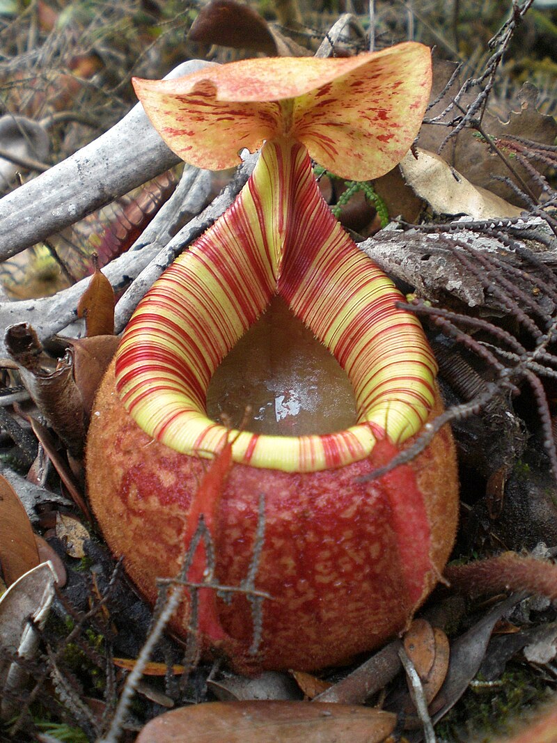 A Hamiguitan pitcher plant (Nepenthes peltata) that’s endemic to the mountain