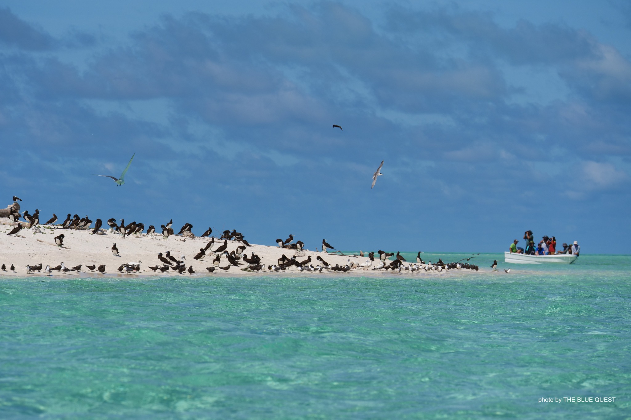 Seabirds at Tubbataha Reefs Natural Park
