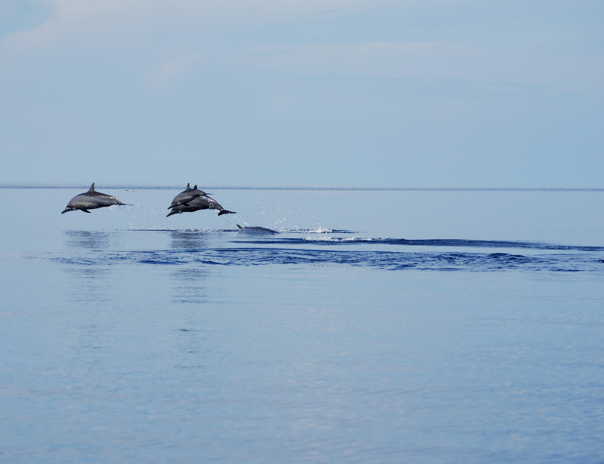 Spinner dolphins playing in the park’s waters