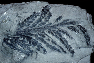 A fossil of the fern-like leaves of an Archaeopteris tree