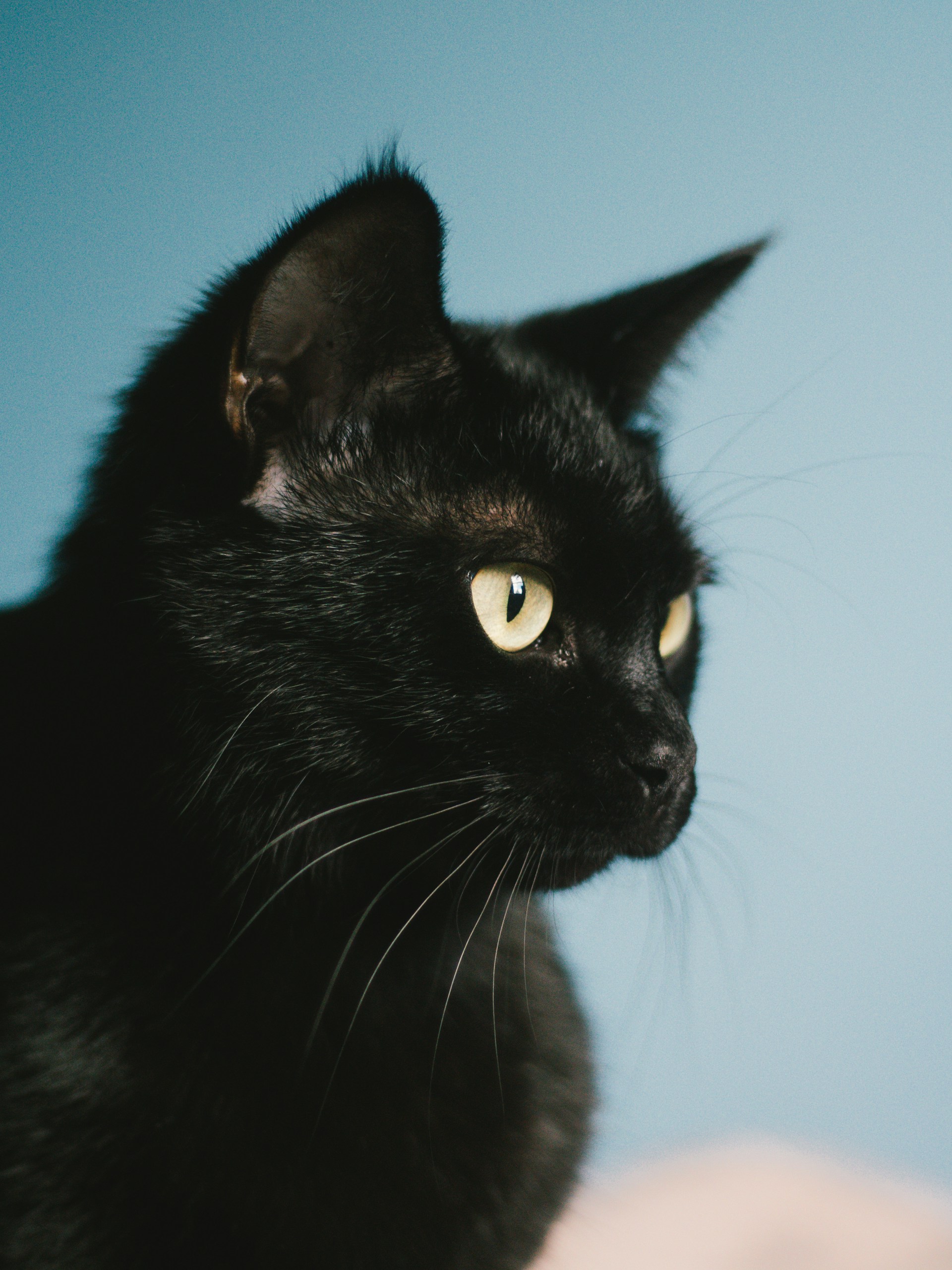 Blackie was the richest cat in the world, having inherited $12.5 million from his owner Ben Rea in 1988