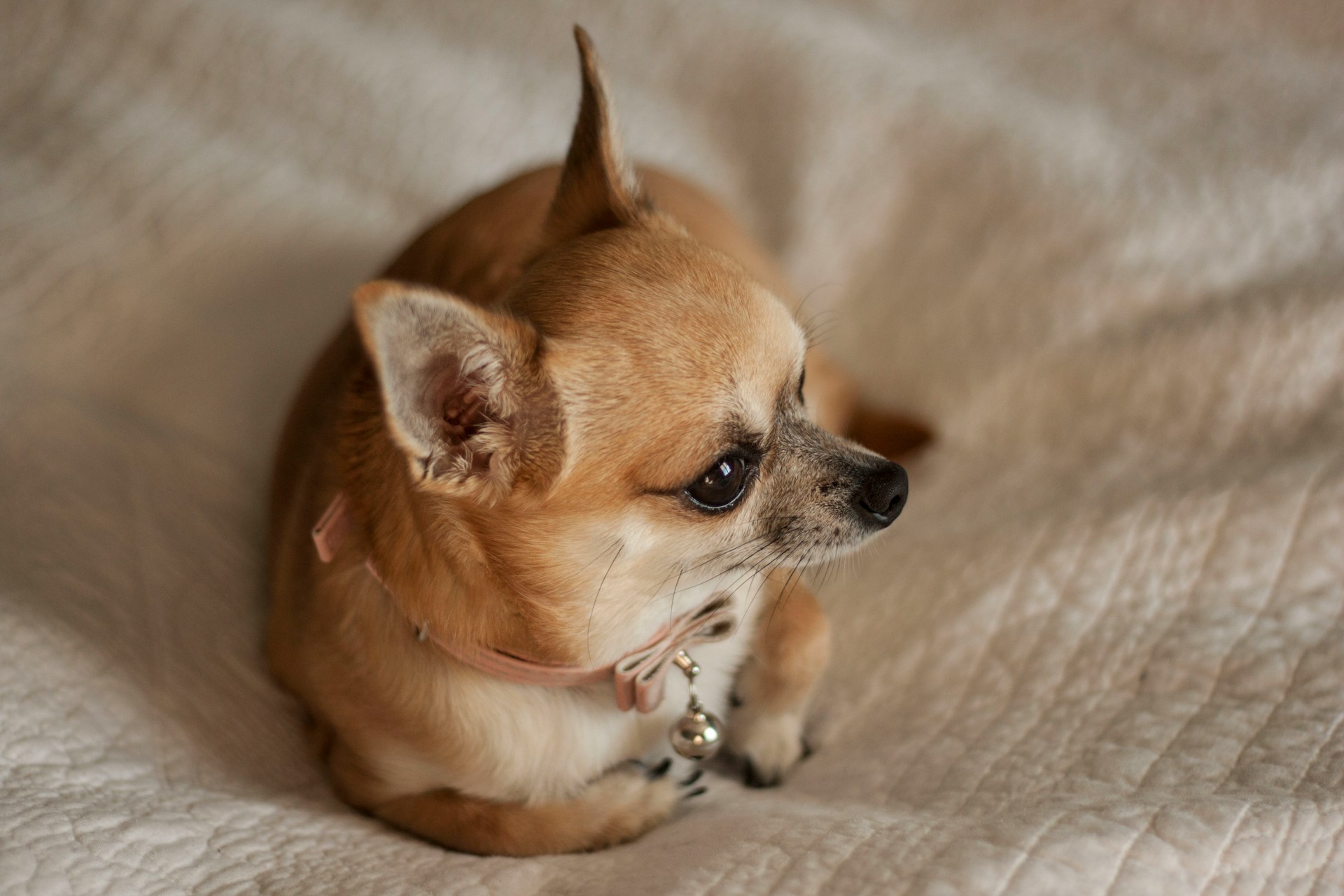 Conchita the chihuahua inherited $3 million when her owner, Miami heiress Gail Posner, died in 2010