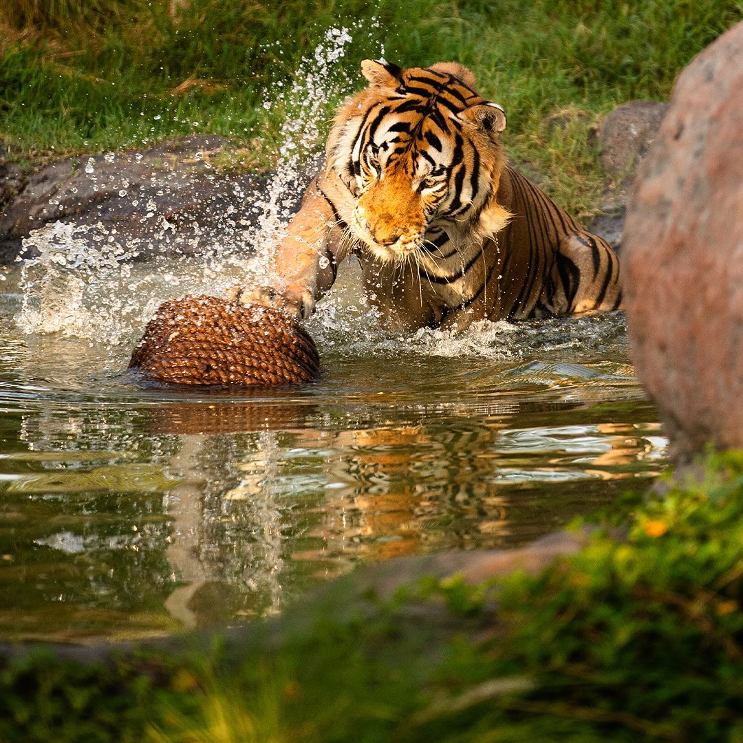 A tiger playing inside Vantara's jungle-like haven