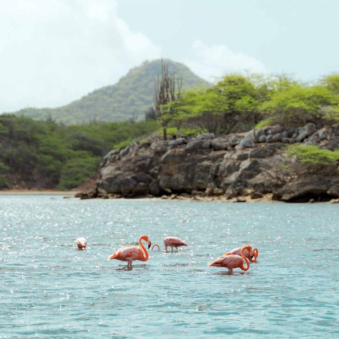 Flamingos mingle together in the water