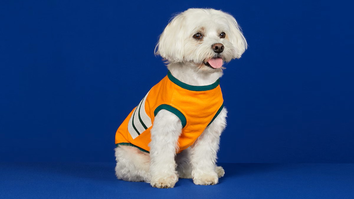 4 Luxury Clothing Brands That Also Make Pet Apparel