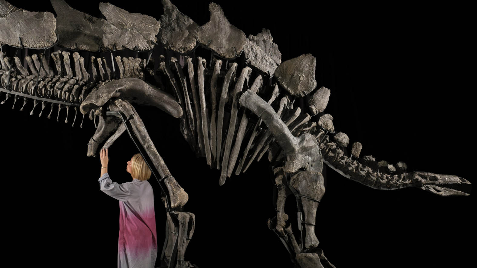 'Apex' Stegosaurus Fossil Becomes Most Valuable Ever Sold