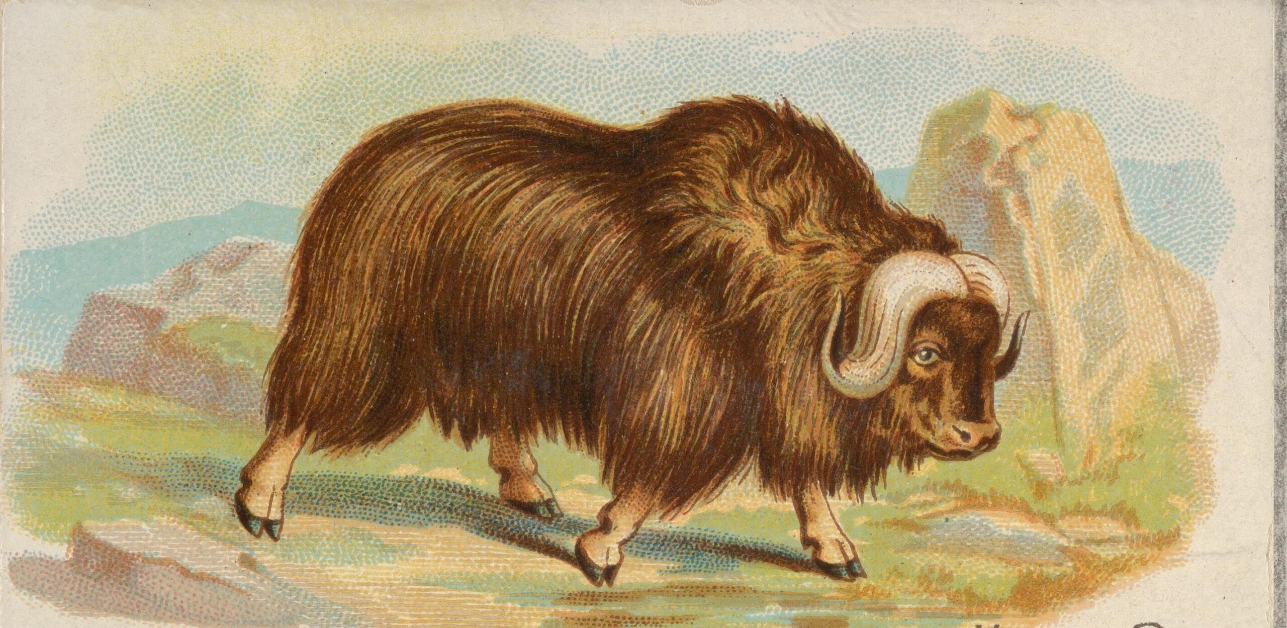 ox