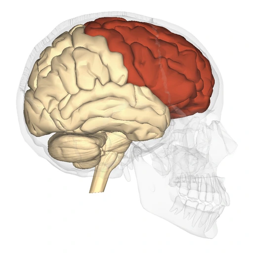 The Frontal Lobe 
